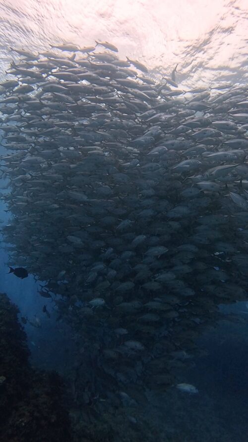 沖縄 粟国島の筆ん崎でのダイビングで撮影したギンガメアジの群れ