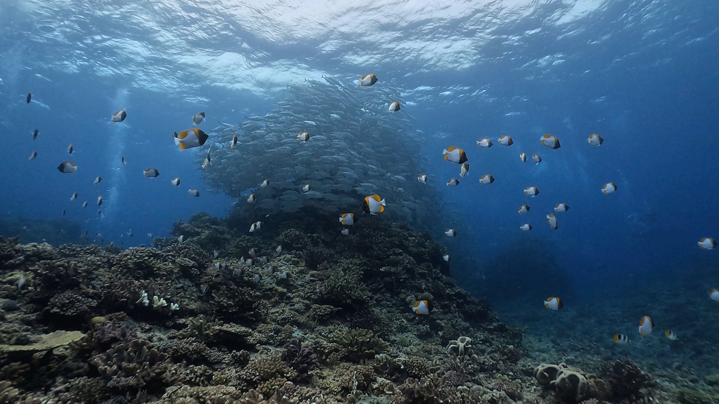 沖縄 粟国島の筆ん崎でのダイビングで撮影したカスミチョウチョウウオとギンガメアジのトルネード