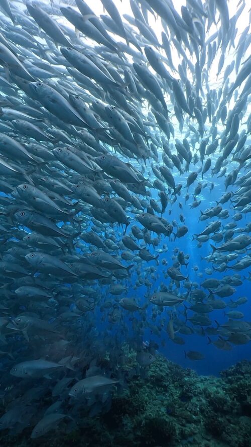 沖縄 粟国島の筆ん崎でのダイビングで撮影したギンガメアジの群れの群れ