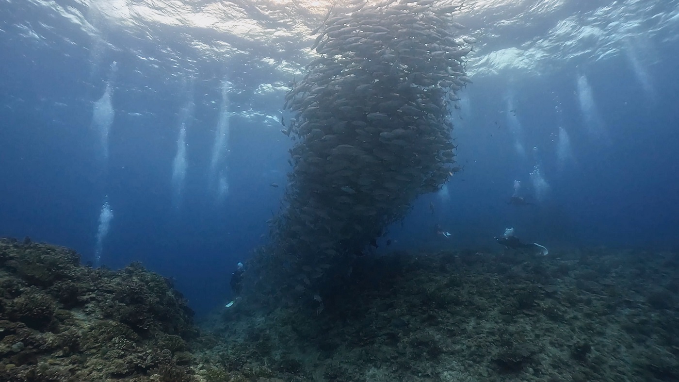沖縄 粟国島の筆ん崎でのダイビングで撮影したギンガメアジのトルネード