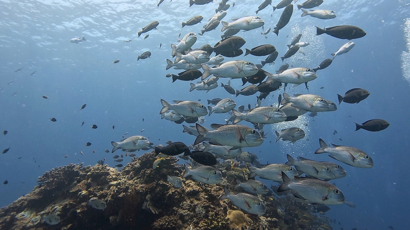 沖縄 慶良間でのダイビングで撮影した魚の群れ