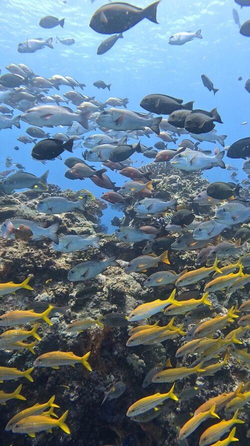 沖縄 慶良間でのダイビングで撮影した魚の群れ