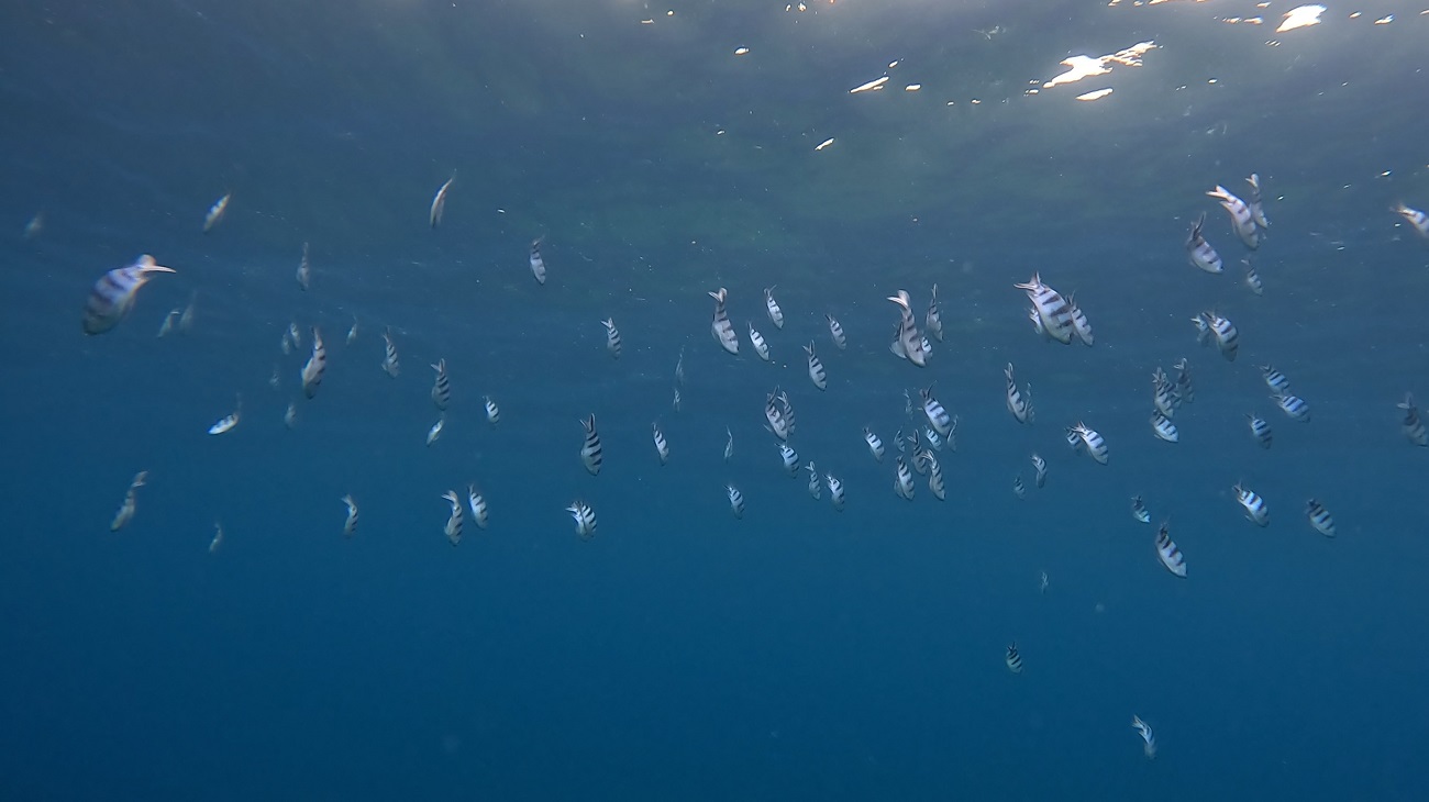 真栄田岬でのダイビングで撮影したオヤビッチャの群れ