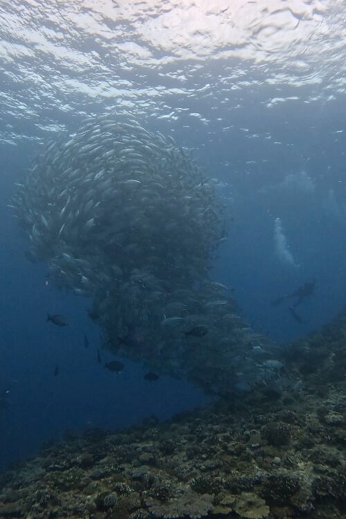 粟国島のダイビングで撮影したギンガメアジの群れ