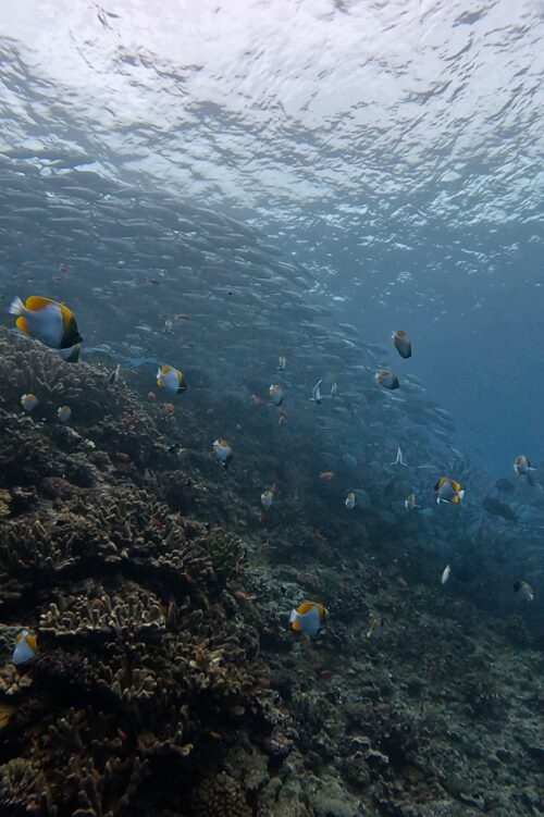 粟国島のダイビングで撮影したギンガメアジの群れとカスミチョウチョウウオ
