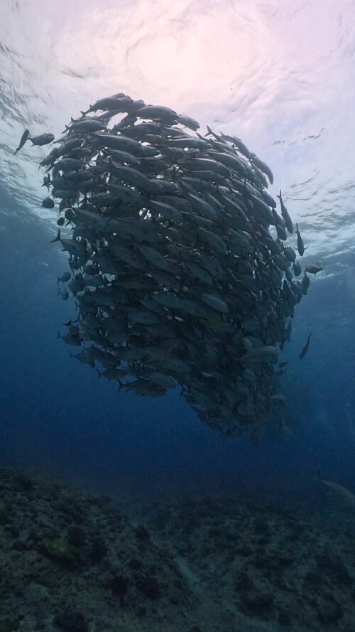 粟国島のダイビングで撮影したギンガメアジの群れ