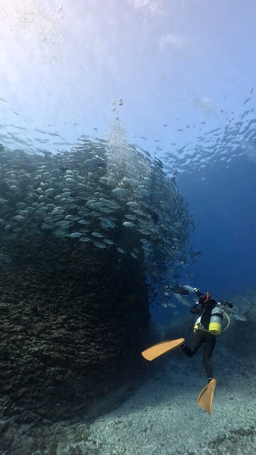 粟国島のダイビングで撮影したギンガメアジの群れとダイバー