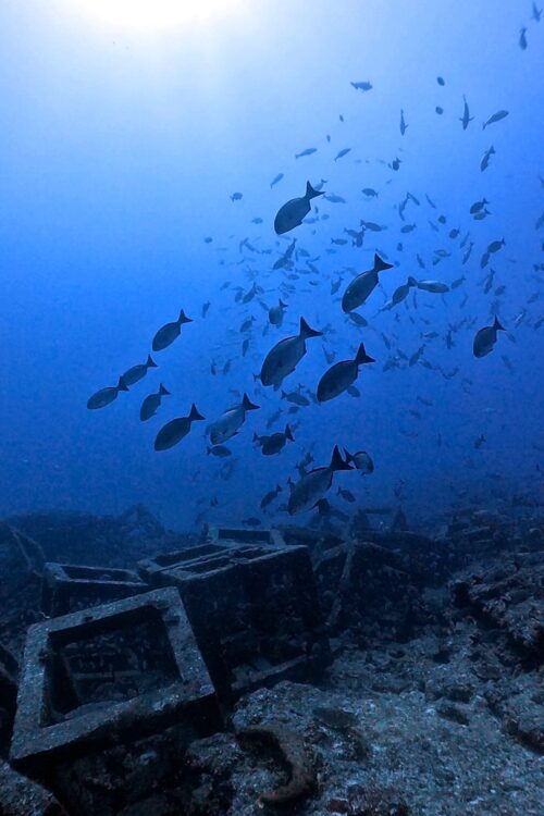 沖縄 トライアングルでのダイビングで撮影した漁礁とハギ