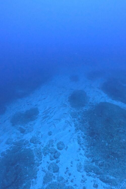 トライアングルの水底を泳ぐピックハンドルバラクーダ