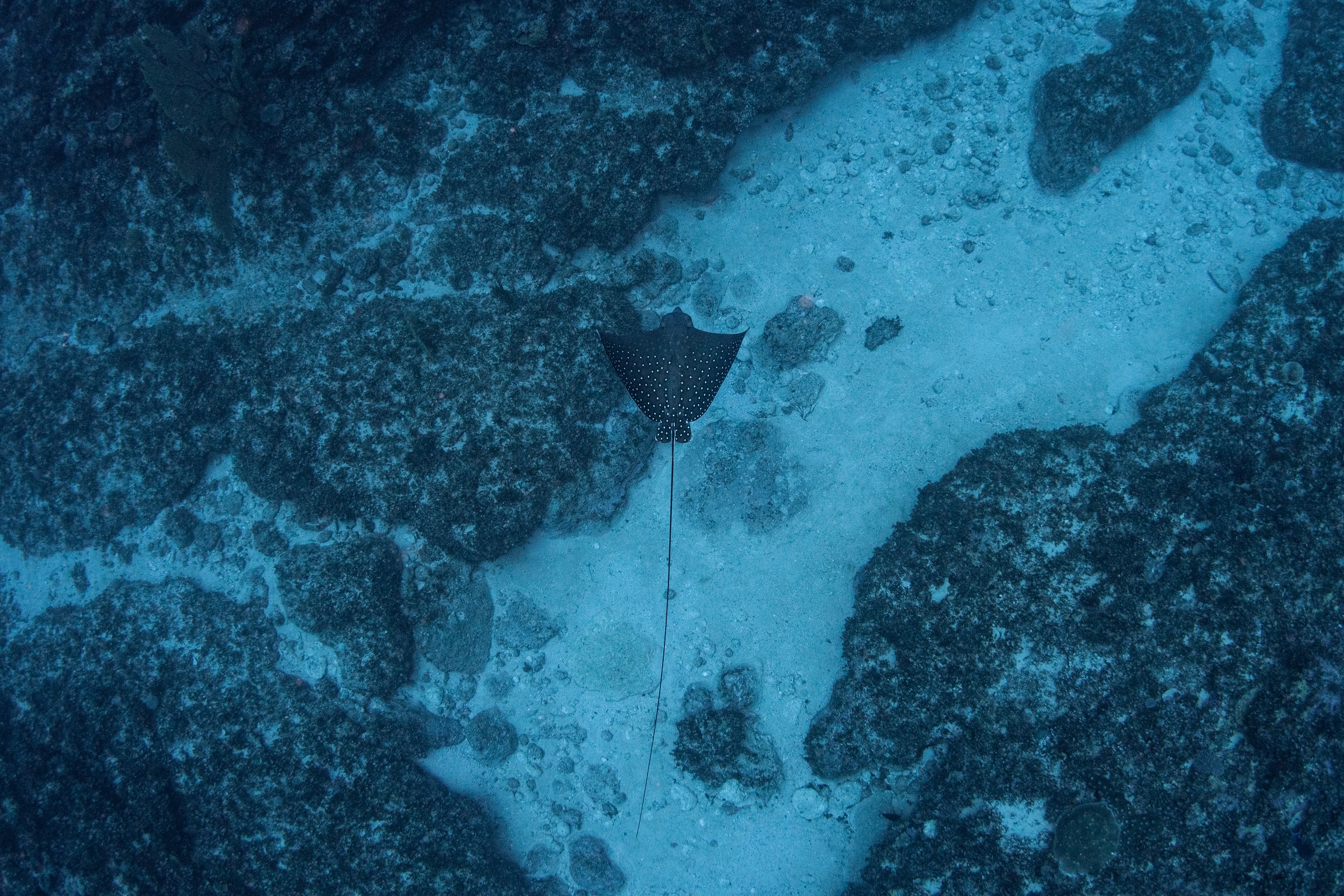 沖縄本島 トライアングルでのダイビングで撮影したマダラトビエイ