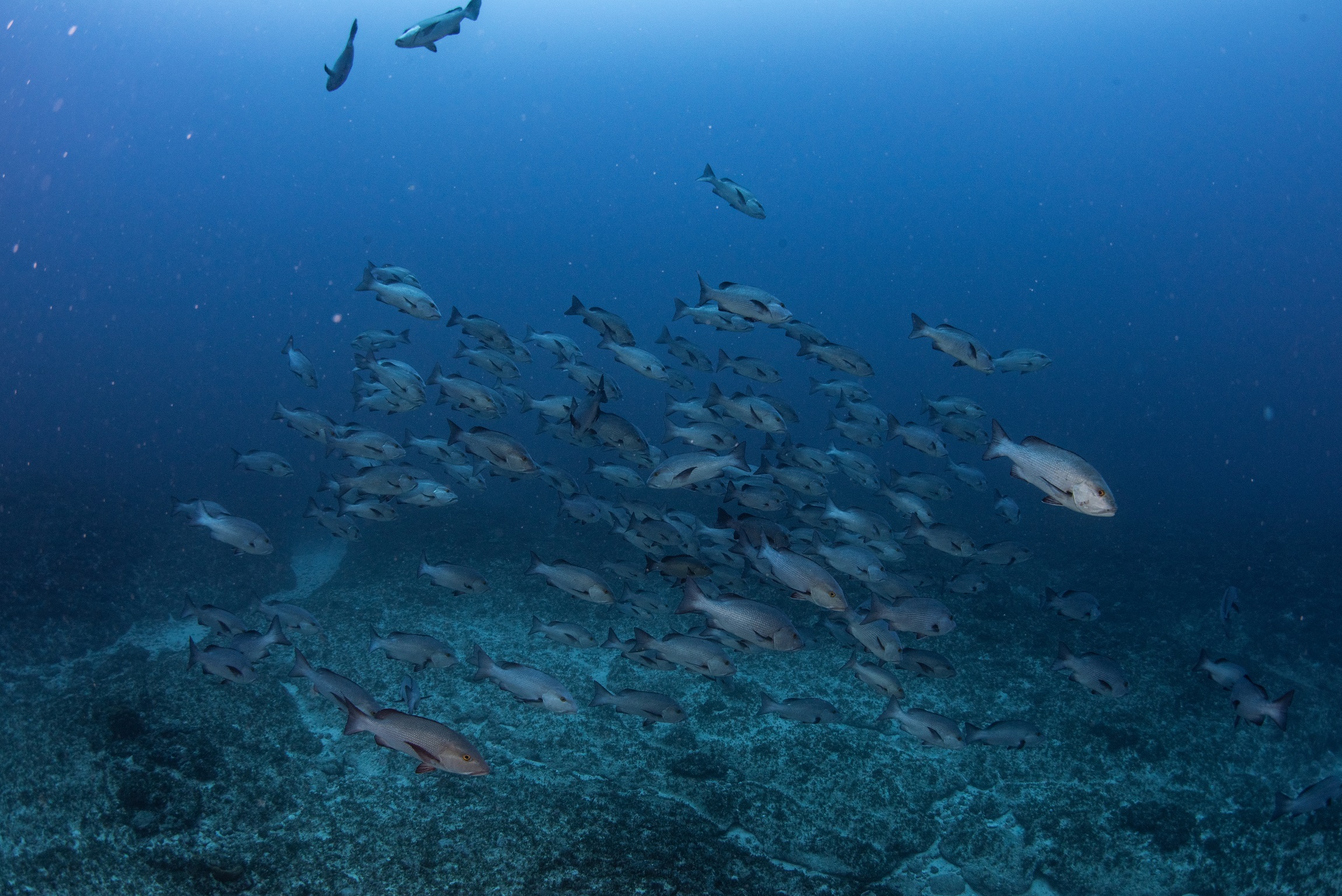 沖縄本島 トライアングルでのダイビングで撮影したバラフエダイの群れ