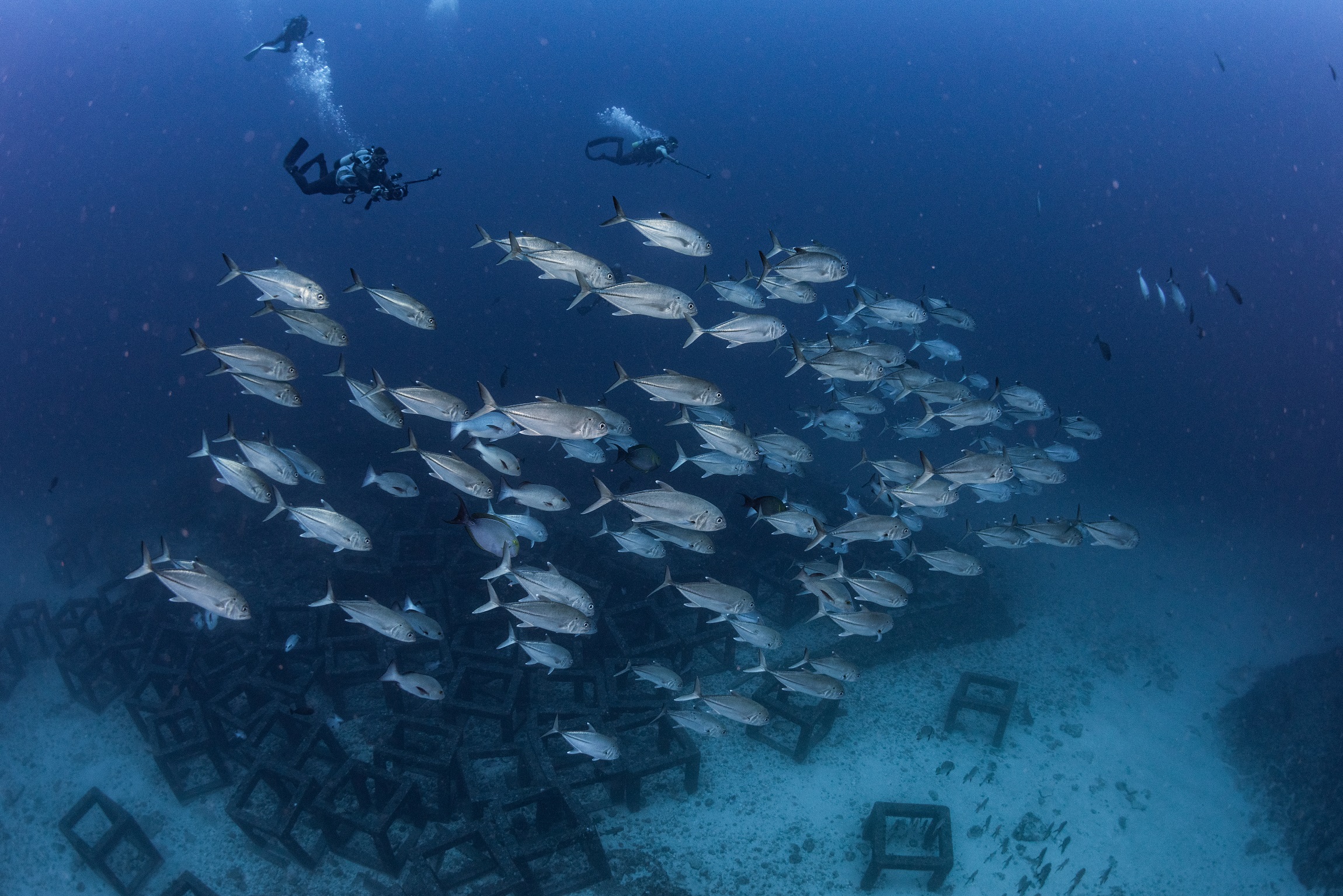 沖縄 トライアングルで撮影したギンガメアジの群れ