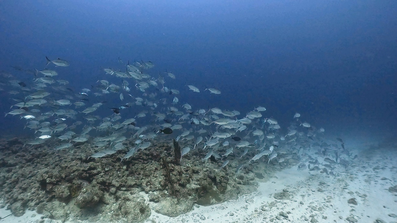 渡名喜でのダイビングで撮影したギンガメアジの群れ