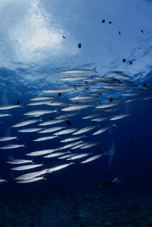 粟国島 筆ん崎でのダイビングで撮影したホソカマスの群れ