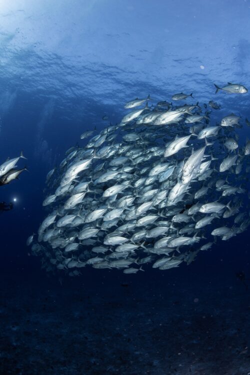粟国島の筆ん崎で撮影したギンガメアジの群れ