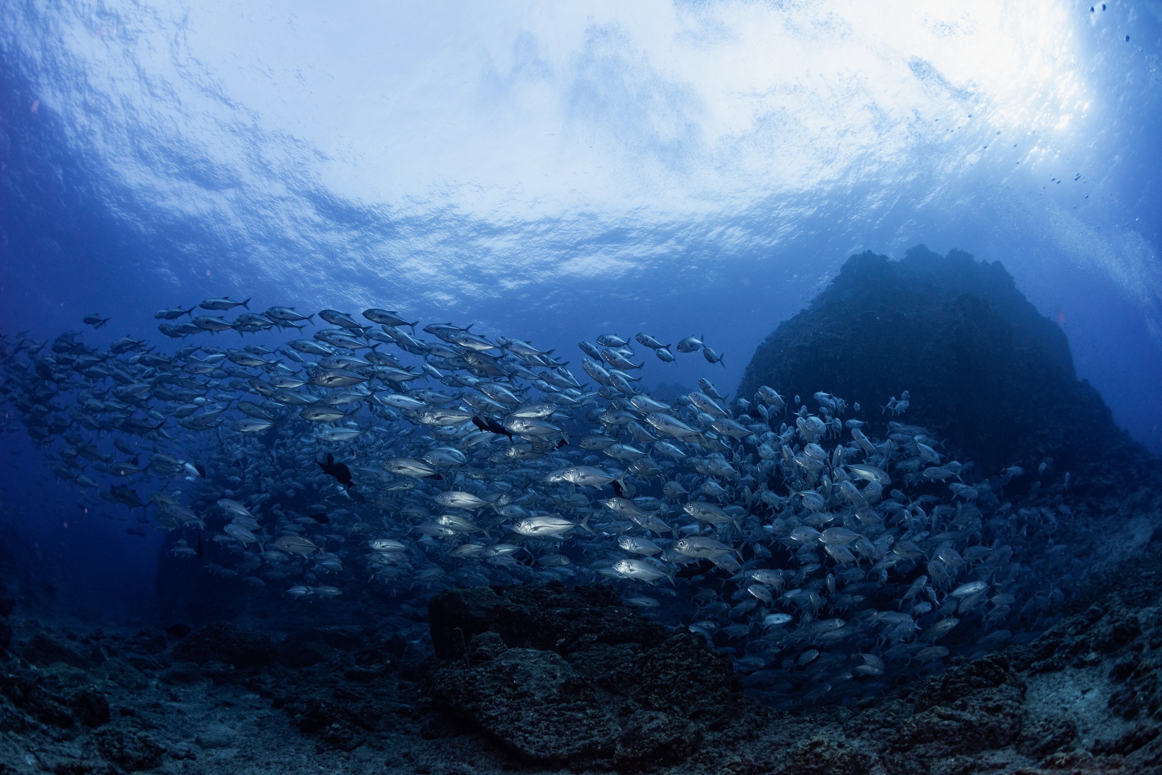 粟国島でのダイビングで撮影したギンガメアジの群れ