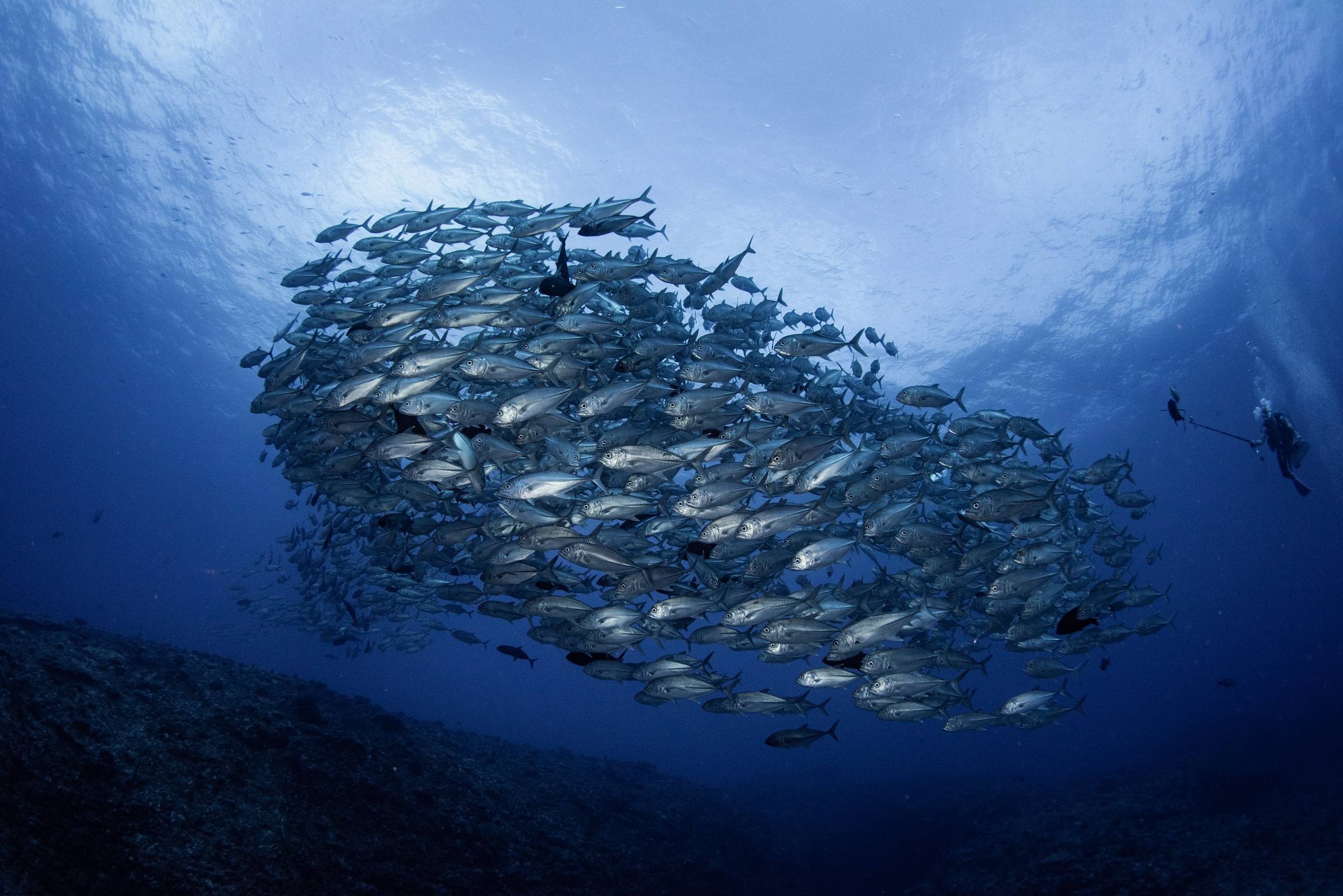 粟国島でのダイビングで撮影したギンガメアジの群れ