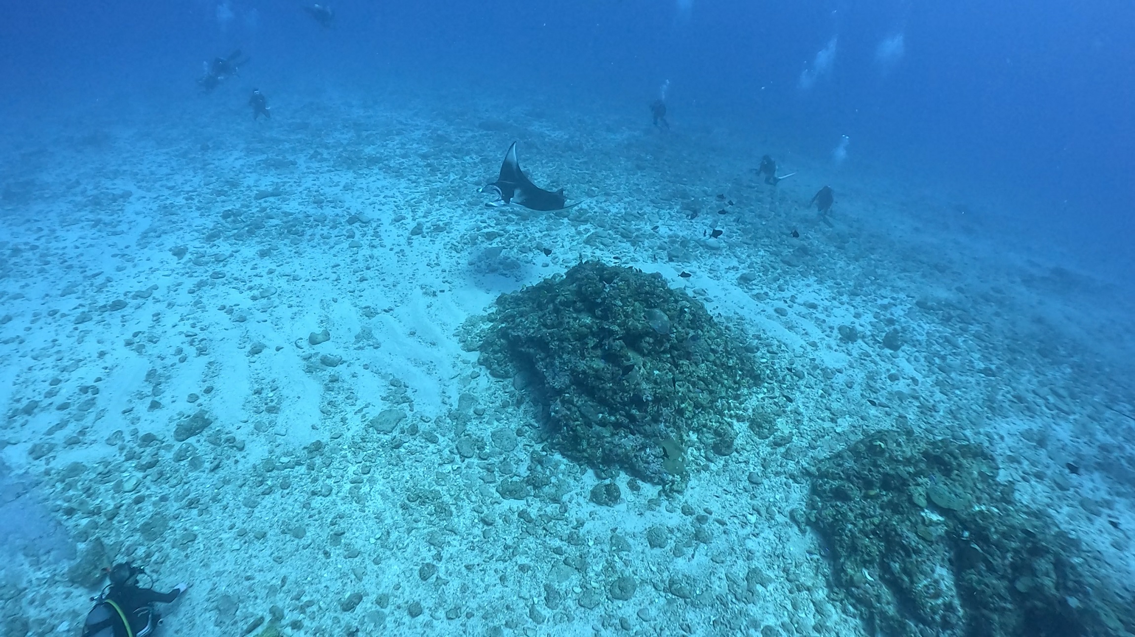 慶良間 ウチザン礁で撮影したナンヨウマンタ