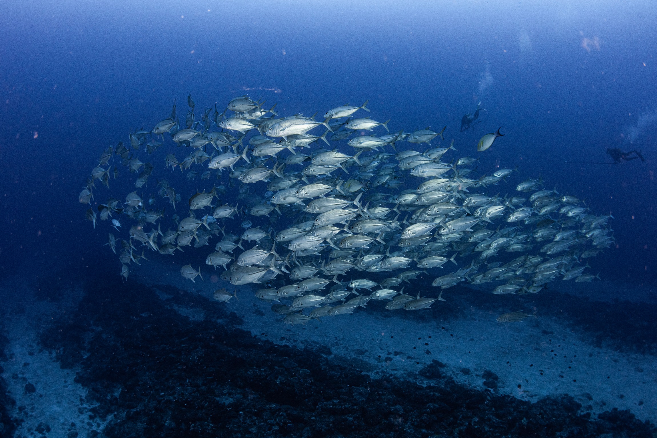 沖縄 タッチューでのダイビングで撮影したギンガメアジの群れ