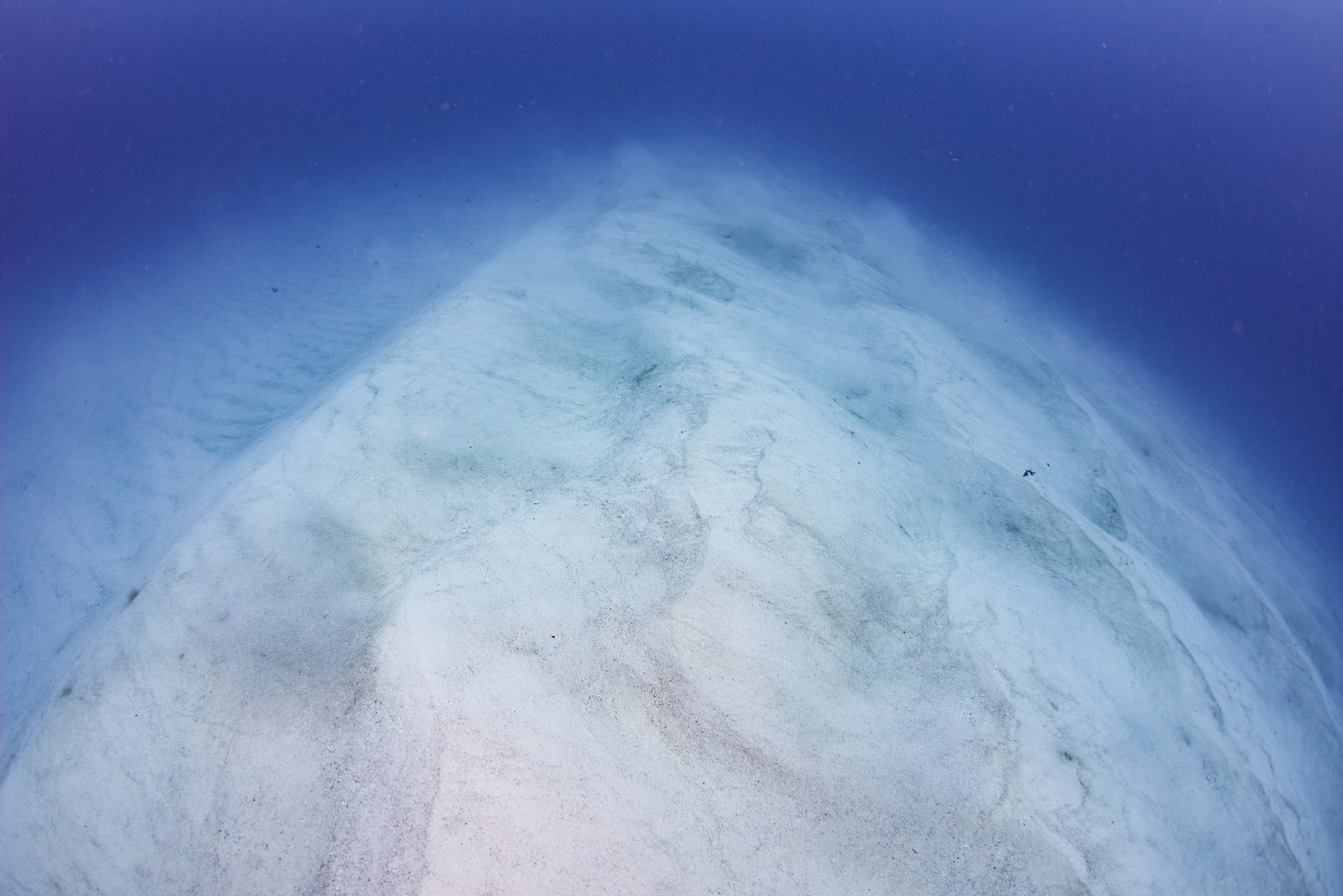 沖縄 シュガーヒルでのダイビングで撮影した砂地