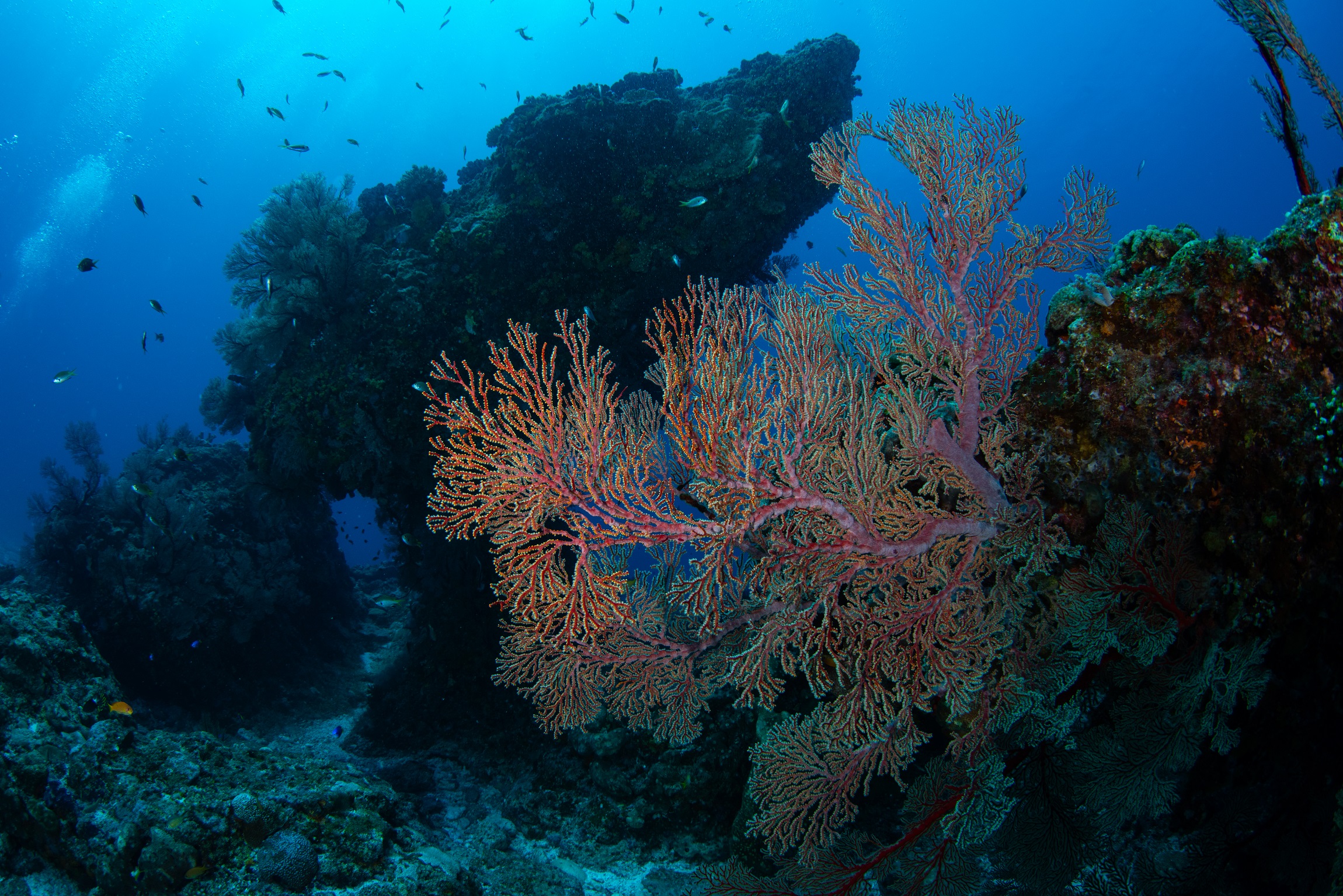 慶良間 ウチザン礁で撮影したバッファロー岩のイソバナ