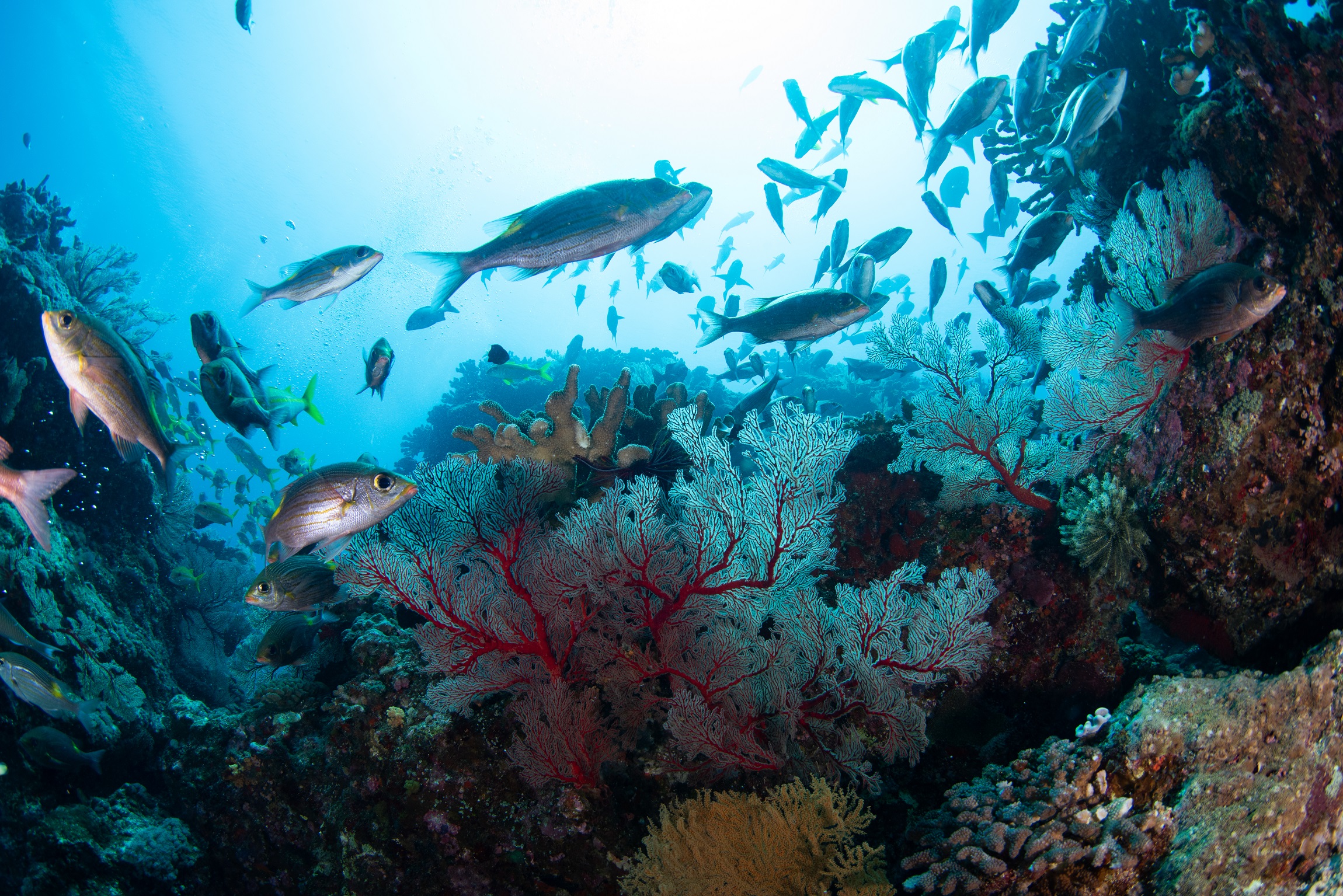 慶良間 ウチザン礁で撮影した魚の群れ