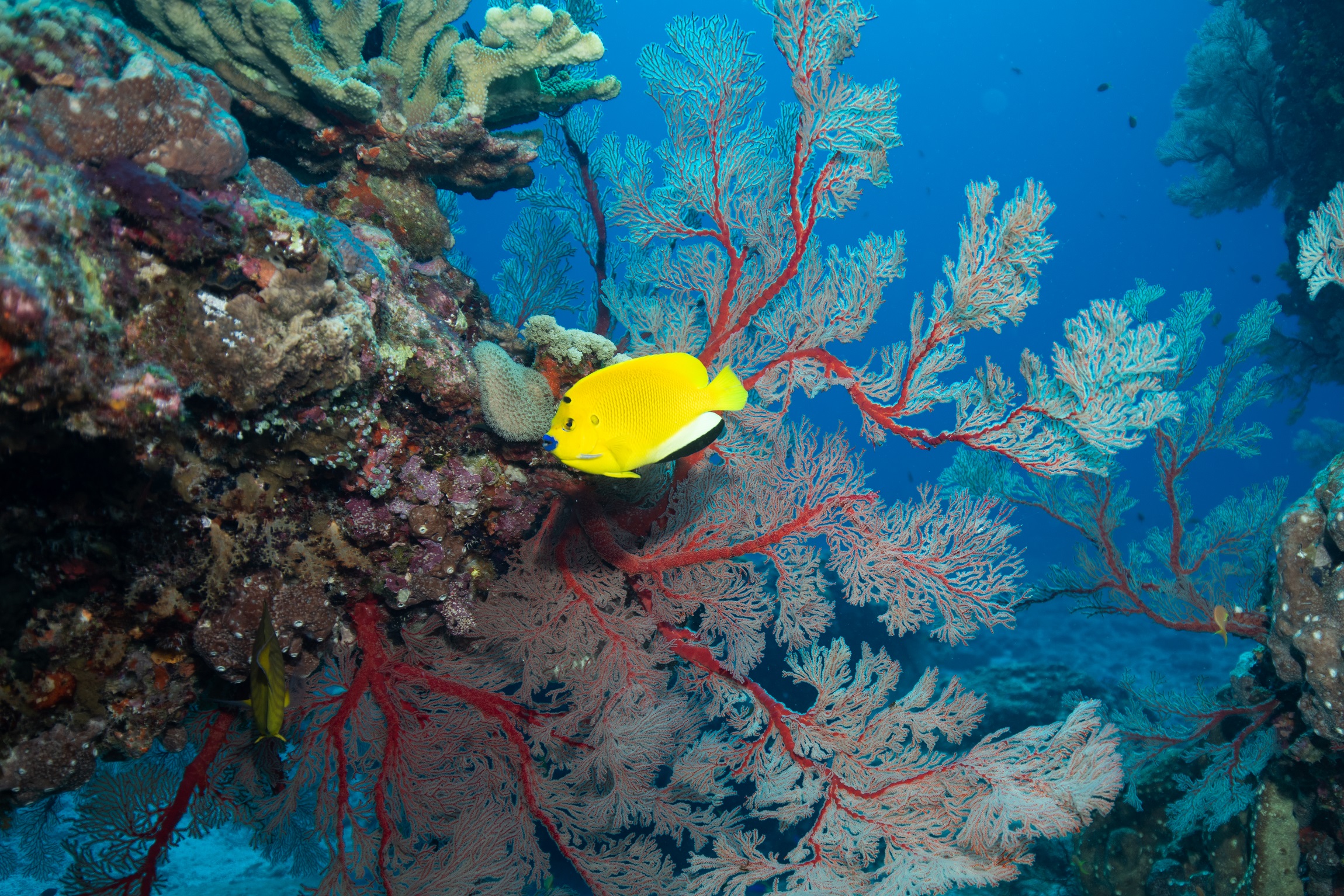 慶良間 ウチザン礁でのダイビングで撮影した魚