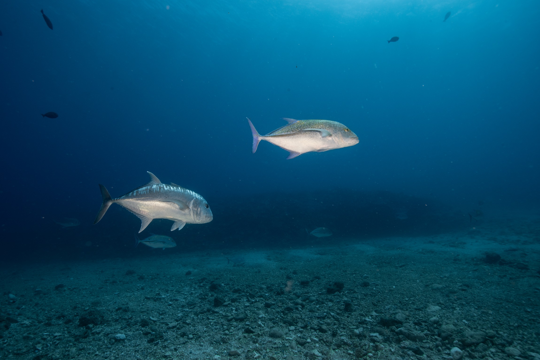 慶良間 ウチザン礁でのダイビングで撮影したロウニンアジとカスミアジ