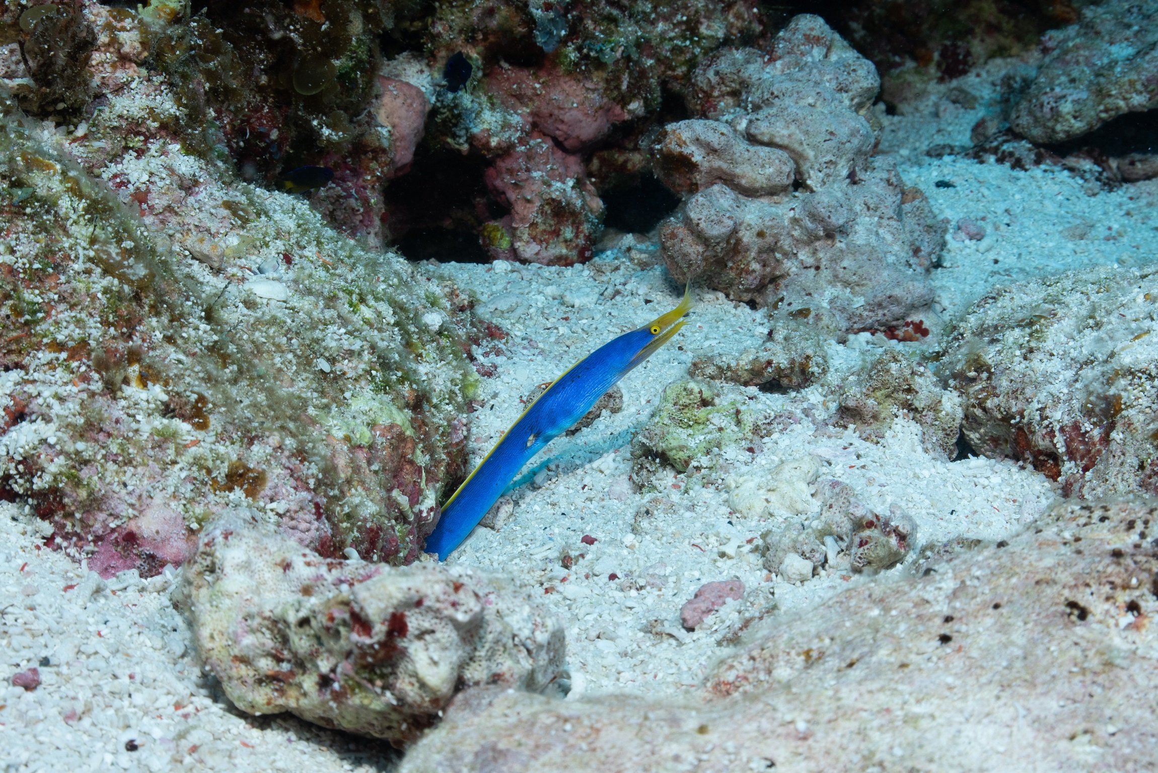 慶良間 ウチザン礁でのダイビングで撮影したハナヒゲウツボ