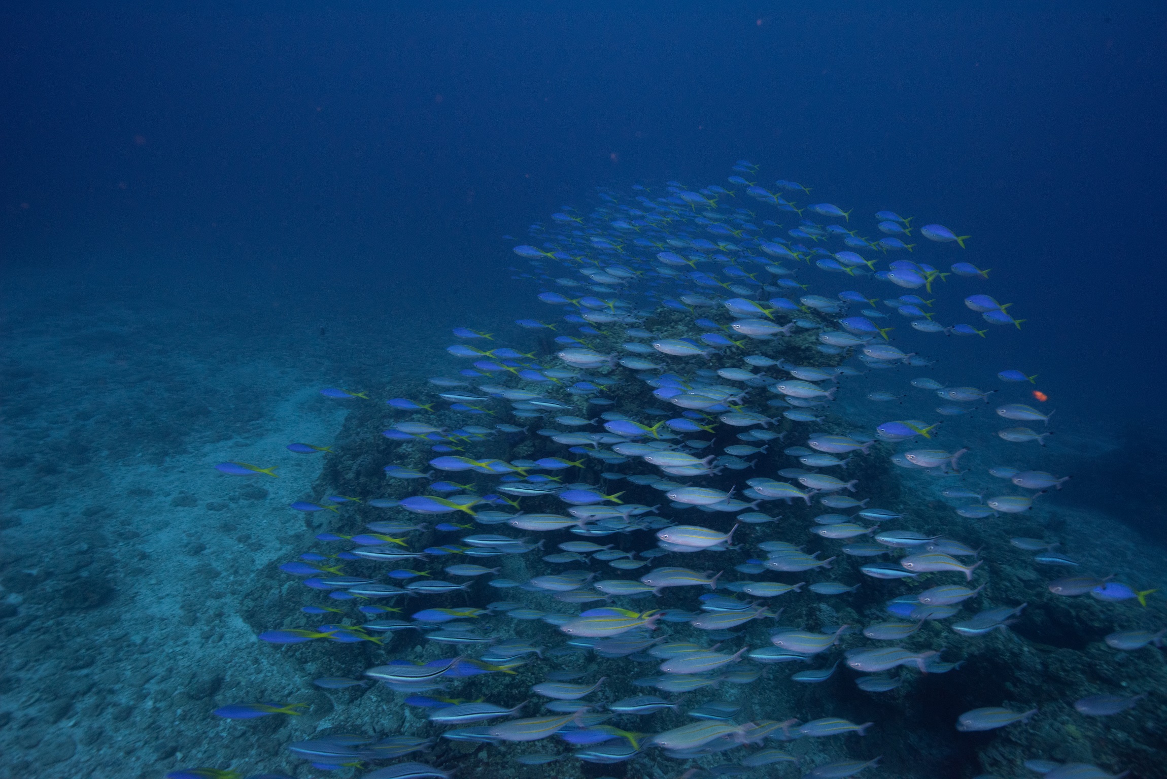 ウチザン礁で撮影した魚の群れ