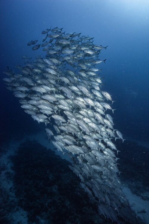 チービシのタッチューで撮影したギンガメアジの群れ
