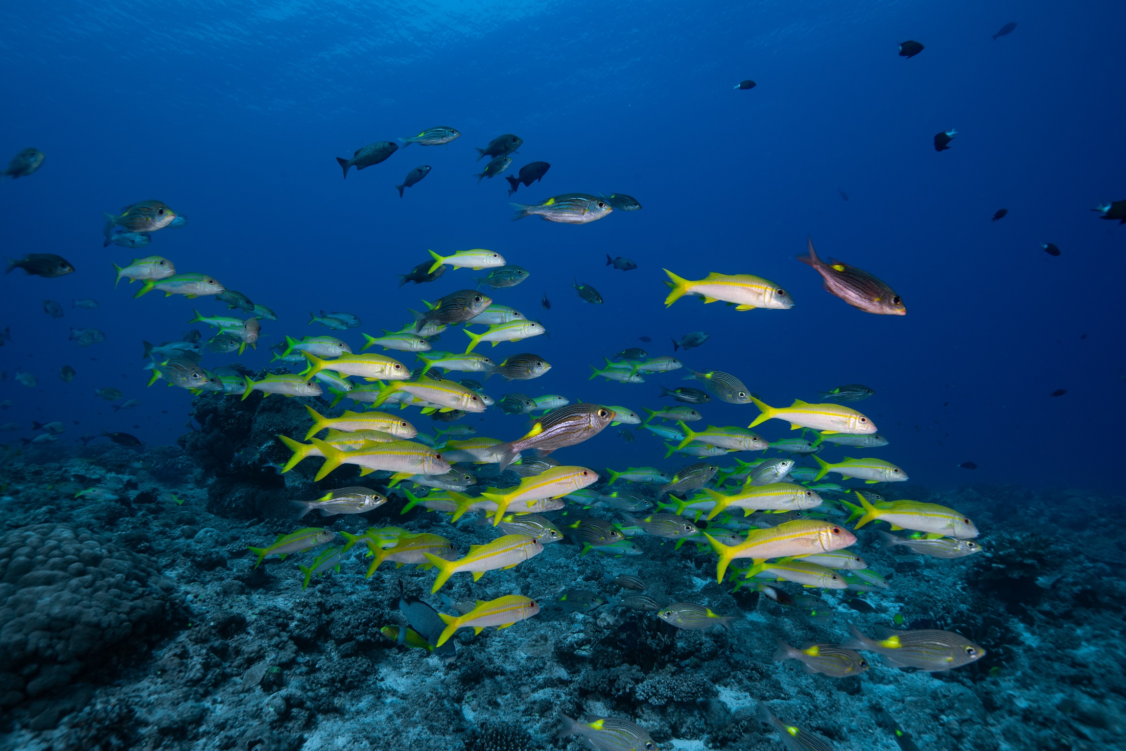 慶良間 ウチザン礁で撮影した魚の群れ