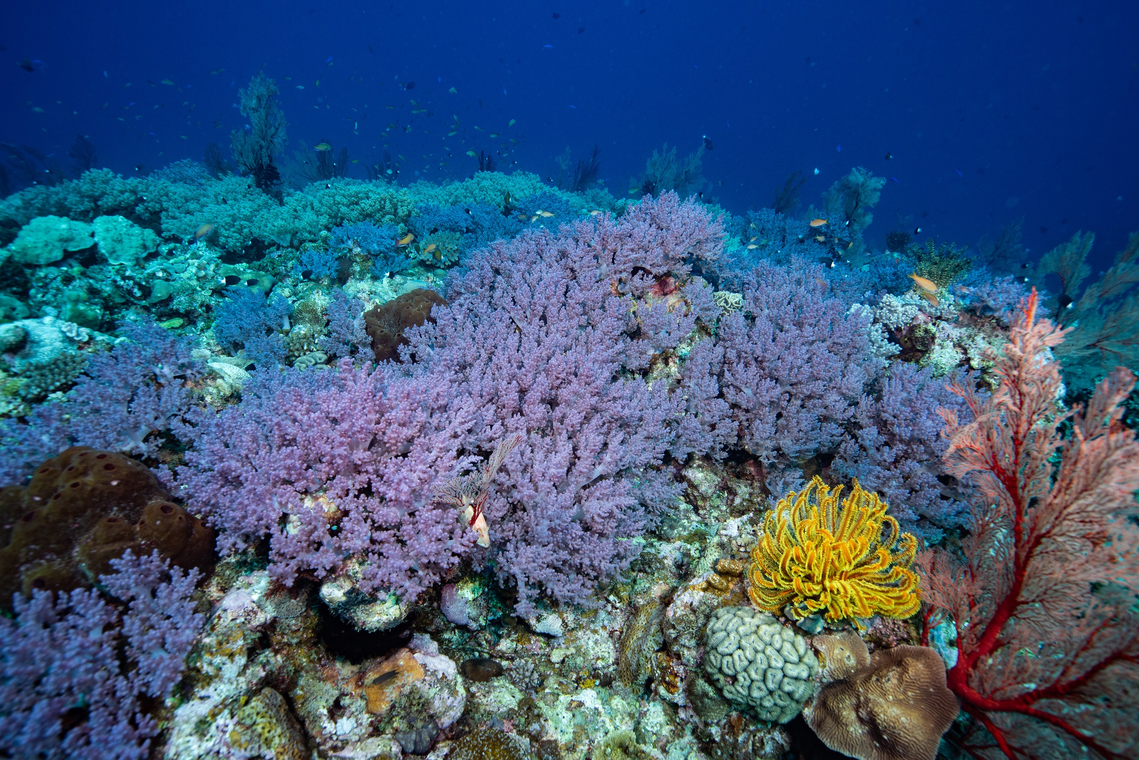 慶良間 自津留で撮影したサンゴ礁