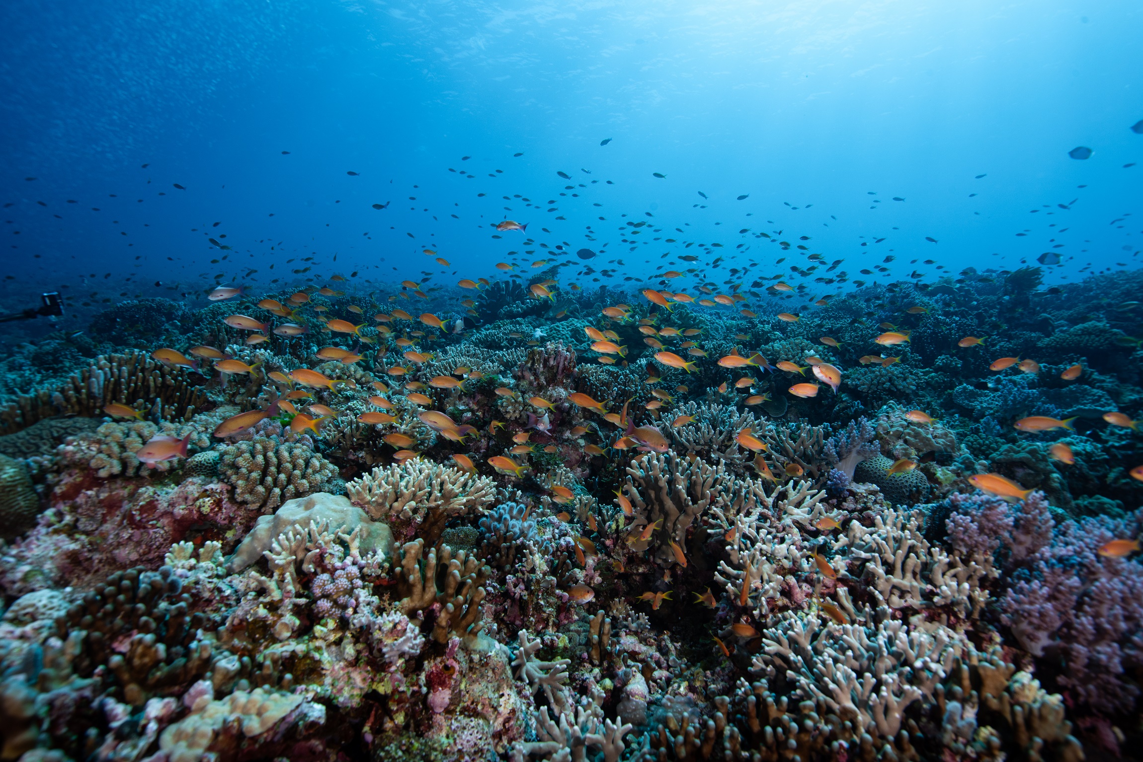 慶良間 自津留で撮影したサンゴ礁