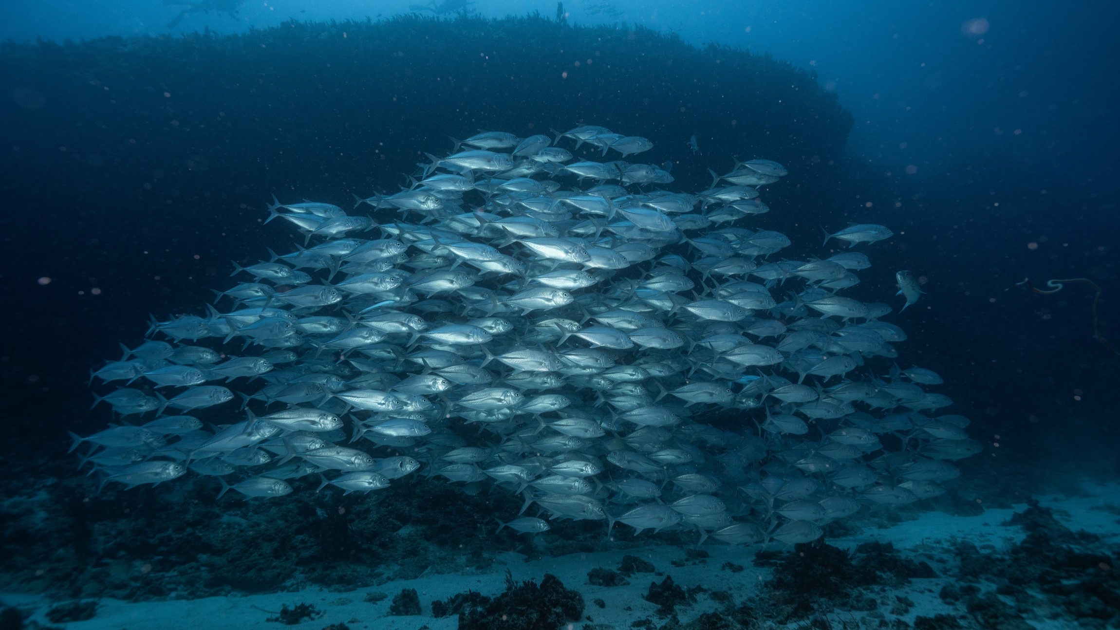 チービシ・タッチューでギンガメアジの群れゲット / 慶良間 パルメザン 黒島西 / 水中写真