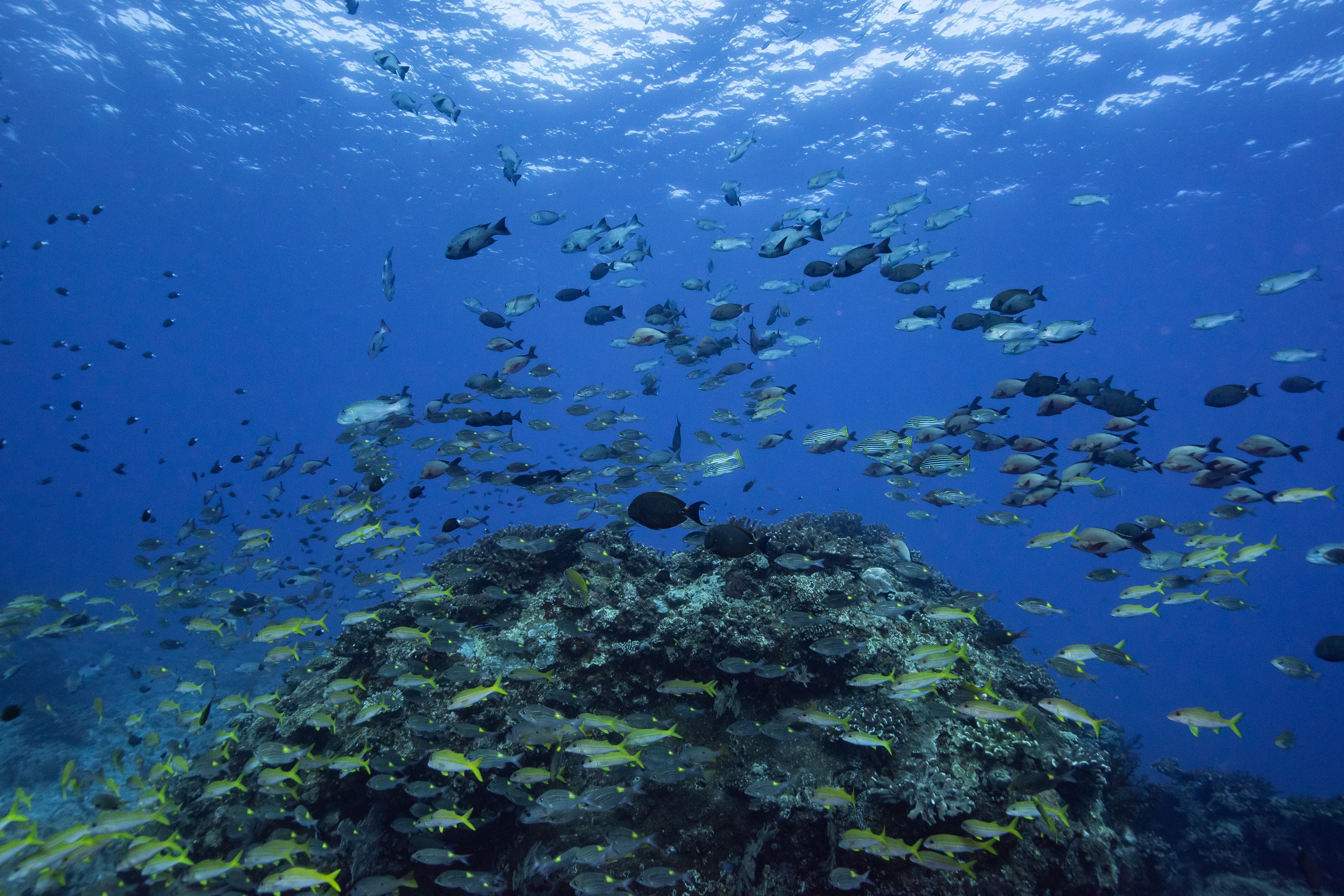 慶良間 ウチザン礁でのダイビングで撮影した水中写真