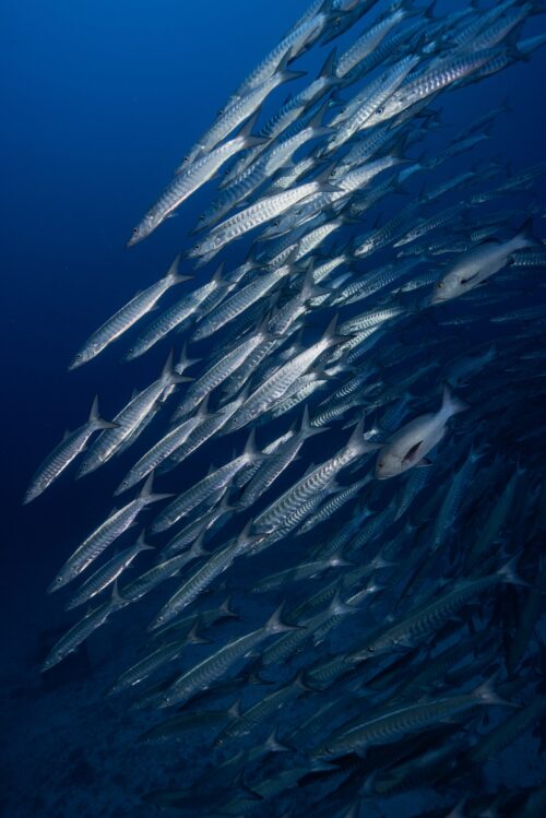 沖縄 トライアングルでのダイビングで撮影したシェブロンバラクーダの群れ