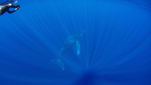 ペアのザトウクジラ / 沖縄本島那覇ホエールスイム