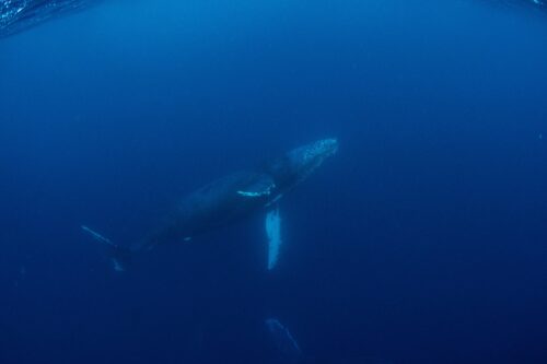 沖縄本島 那覇のホエールスイムで撮影したザトウクジラ