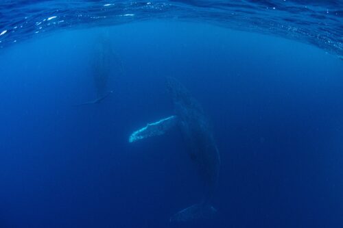 沖縄本島 那覇のホエールスイムで撮影したザトウクジラ