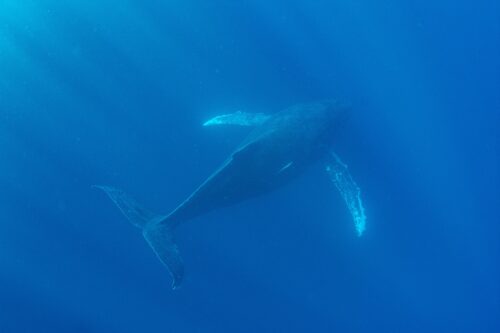 沖縄本島 那覇のホエールスイムで撮影したザトウクジラ