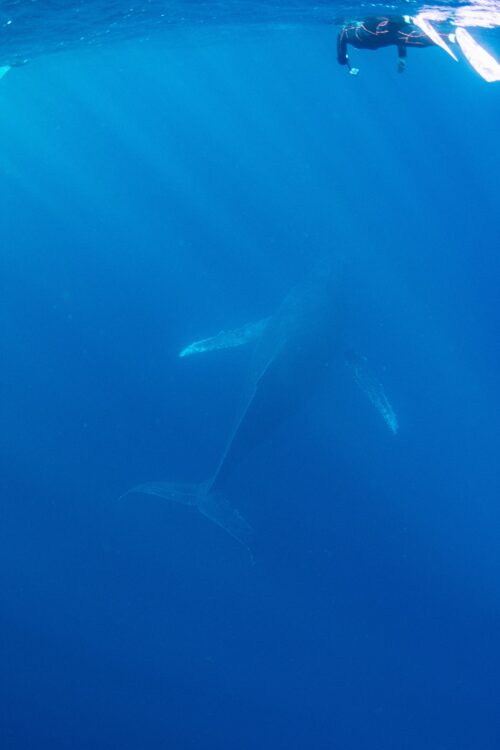 沖縄本島 那覇のホエールスイムで撮影したザトウクジラ