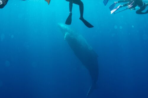 沖縄本島 那覇のホエールスイムで撮影したザトウクジラ