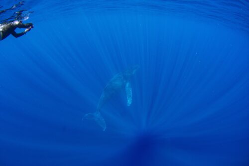 沖縄本島、那覇のホエールスイムで撮影したザトウクジラ