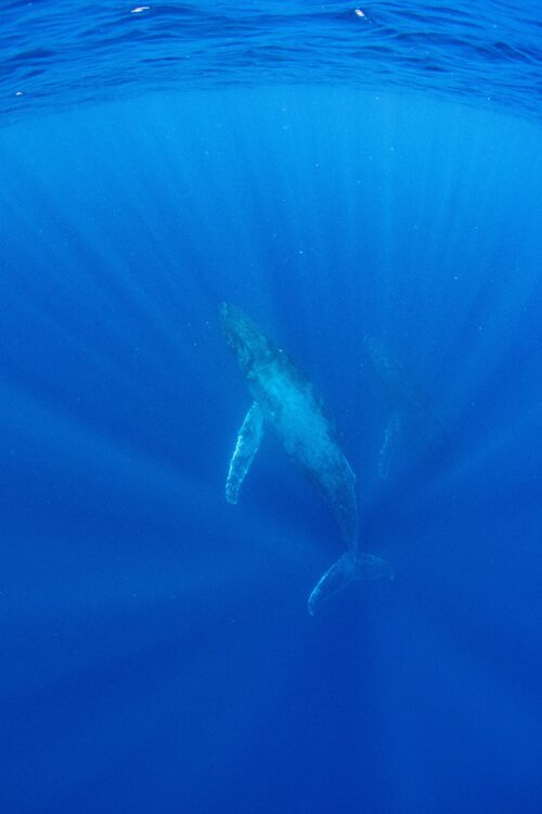 沖縄本島、那覇のホエールスイムで撮影したザトウクジラ