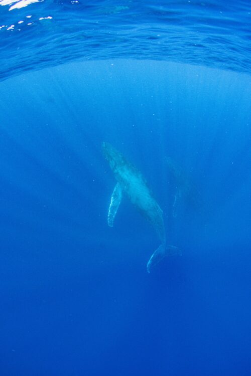 沖縄本島、那覇のホエールスイムで撮影したザトウクジラ