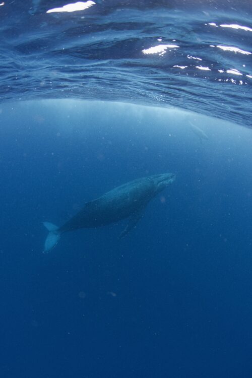 沖縄本島、那覇のホエールスイムで撮影したザトウクジラ