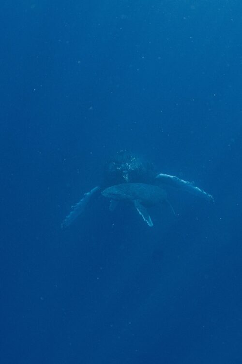 沖縄本島、那覇のホエールスイムで撮影したザトウクジラ