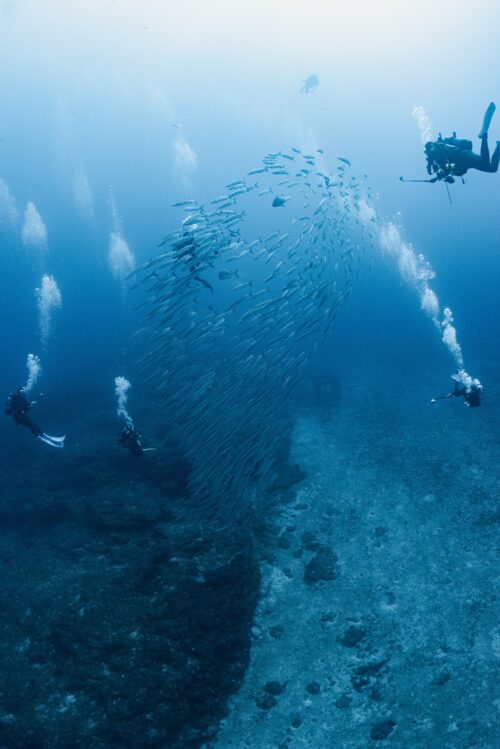 沖縄本島 トライアングルでのダイビングで撮影したシェブロンバラクーダの群れ