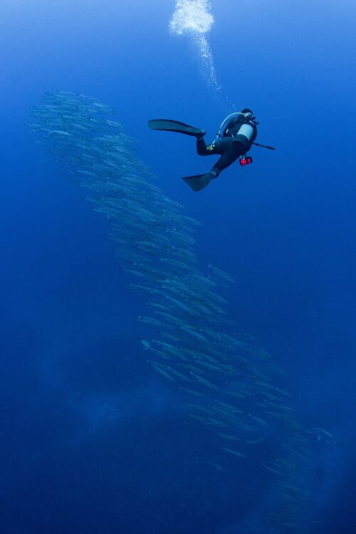 沖縄本島トライアングルでのダイビングで撮影したカマストガリザメ